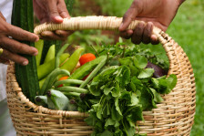Thaulle Organic Farm - Bio Gemüse aus dem eigenen Anbau